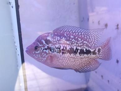 自家繁殖花罗汉#金花Gb Flowerhorn 