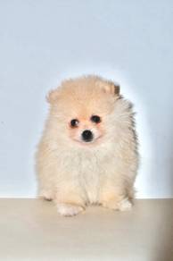 H37 Fluffy Pomeranian Puppy