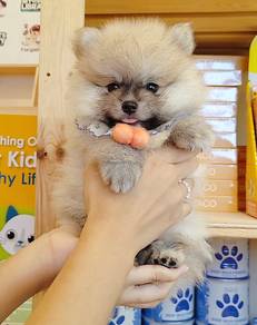 Pomeranian