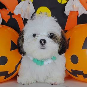 shih Tzu
