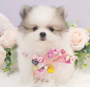 Pomeranian