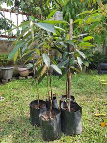 Durian Duri Hitam (Anak Pokok Cantuman)