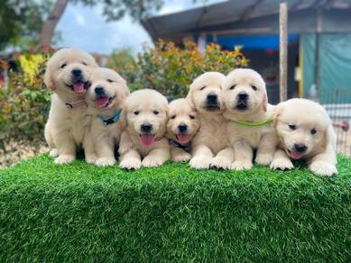 Golden Retriever puppies 