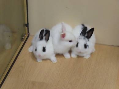 Netherland Dwarf Rabbit Babies (Purebreed)
