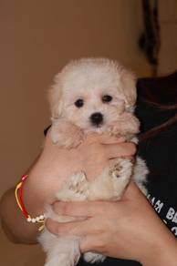 J0809 Maltipoo Cute Companion Puppy
