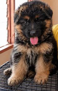 German shepherd puppy 