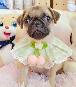 Pug