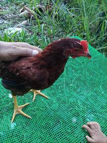 Ayam Rode Island Red (RIR)
