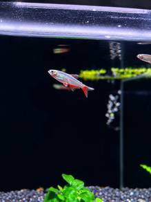 Bloodfin Rathbun Tetra