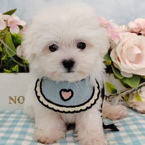 Maltese