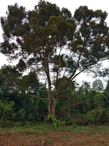 Agricultural Land in Slim River, PRK