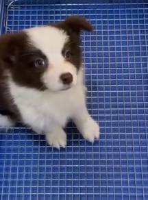 Border collie rare color mka and microchip