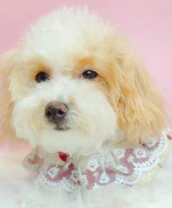 Maltipoo