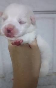 White Corgi