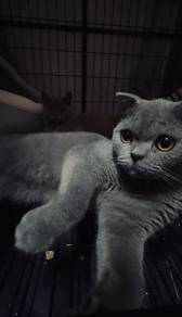 Kucing BSH