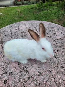 Arnab dewasa adult white betina cute🐇🐇🐇