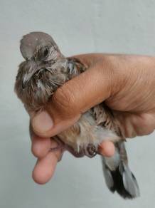 anak tunggal (tekukur)