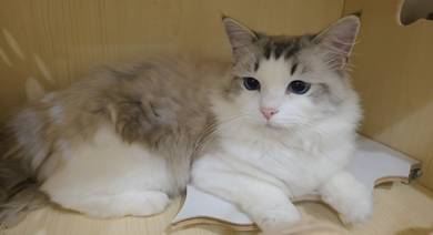 ragdoll