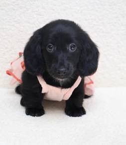 MINIATURE DACHSHUND Puppies VIP48 🐻  Full Black