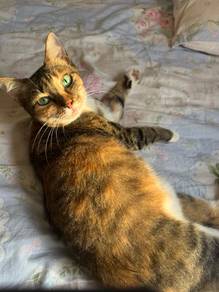 Kucing (for adoption)