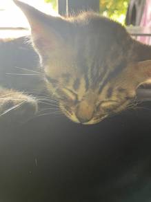kucing benggal