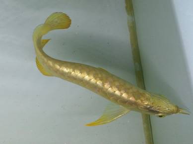 24k golden crossback 12 inch -wholesale price