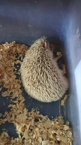 hedgehog 