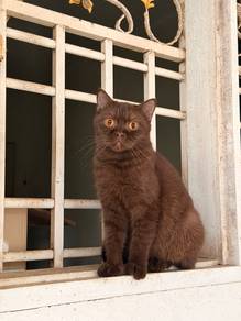 BSH Chocolate