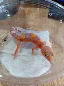Leopard Gecko 