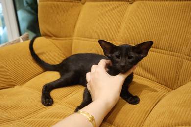 Oriental short hair cat
