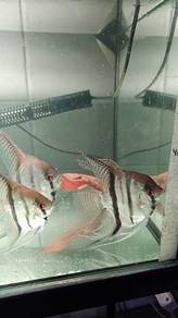 Peruvian Altum Anglefish