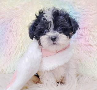 Maltipoo