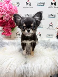 chihuahua