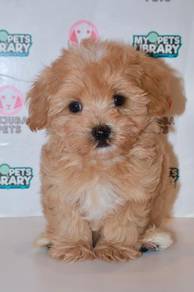 J0086 Maltipoo Sweet Baby Face Family Puppy
