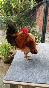 ayam serama rm50 