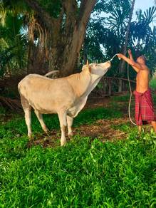 Lembu betina charolis