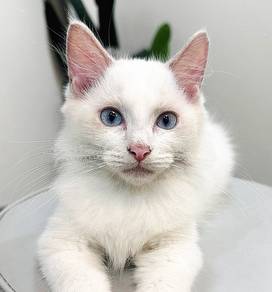 Purebred Male Ragdoll kitten.