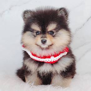 Pomeranian
