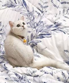 BSH Silver Male 3 months 