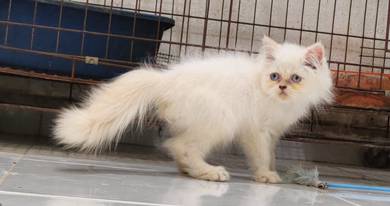 Kucing Parsi