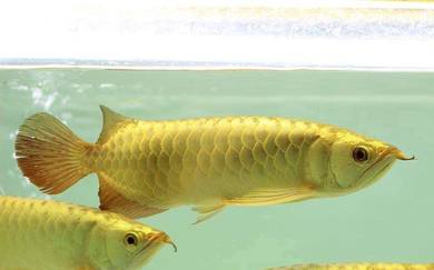 arowana golden crossback 8 inch -wholesale price