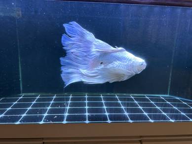 butterfly koi platinum