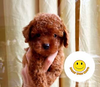 PP3009 Tiny Poodle brown haired pretty puppy