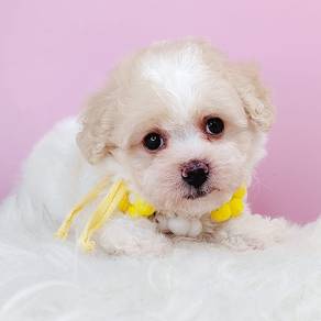 Poodle
