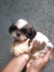 Huggable Shih Tzu / Shihpoo / Cute / Tricolor / Te