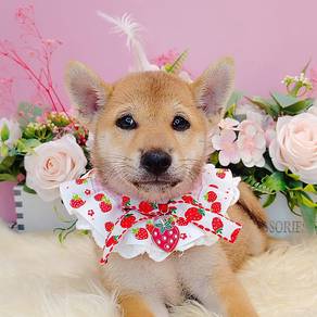 Shiba inu
