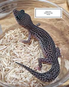 Leopard Gecko 