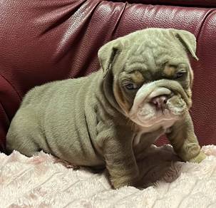 ENGLISH BULLDOG PUPPIES Female C047