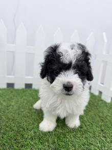 Pure Breed Grey White Toy Poodle (M) 灰白花 玩具贵宾