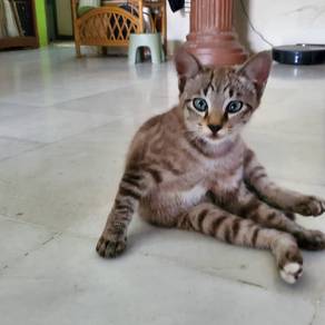 Anak Kucing Comel untuk Diperlihara 🏡❤️